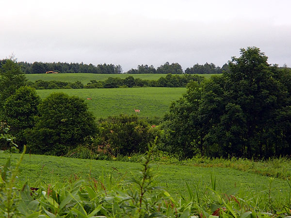鹿の姿をあちこちで見かける